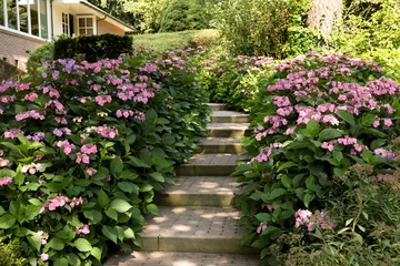 Poster Pathway among beautiful hydrangea shrubs with violet flowers outdoors © New Africa