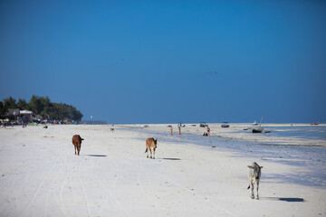 Fototapeta na wymiar Young cows walking on a beautiful beach along the ocean