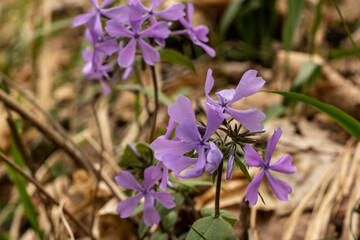 Wild Blue Phlox Blooms In Spring