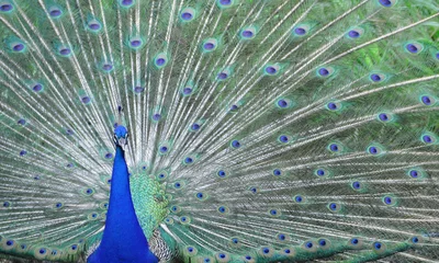 Fotobehang Close-up wild peacock with feathers displayed © LGAndrade