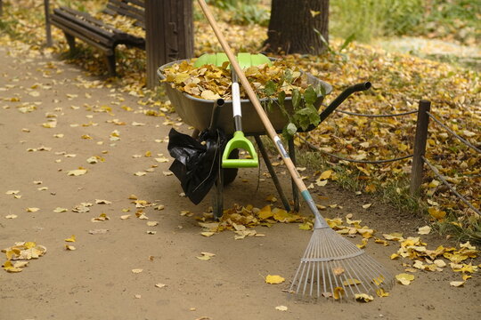 Wheelbarrow with autumn leaves, cleaning tools in park. Full pushcart with fallen leaves, shovel, rake on street in golden autumn.