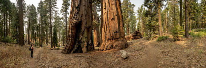 Woman Stops to Look Up At A Grouping of Sequoia Trees