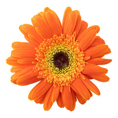 Orange gerbera flower isolated on transparent background - obrazy, fototapety, plakaty