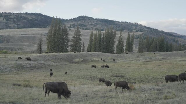 American Bison Herd at Slough Creek in Yellowstone National Park Wyoming