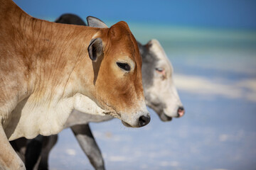 Obraz na płótnie Canvas cows play on the beach near the water