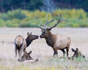 A Bull Elk greeting a female during the annual rut