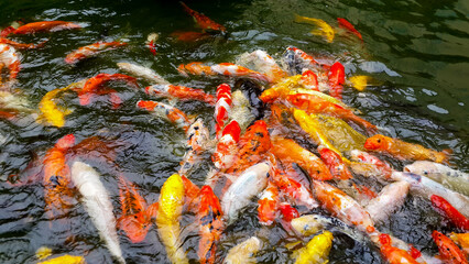 Fototapeta na wymiar Beautiful koi fish are fighting for food in a water pond