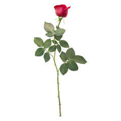 Rose flower stem isolated on transparent background