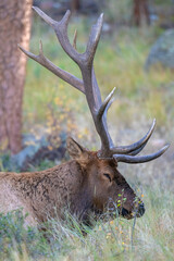 A sleeping Bull Elk
