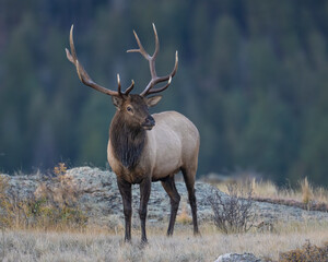 A Bull Elk during the annual rut