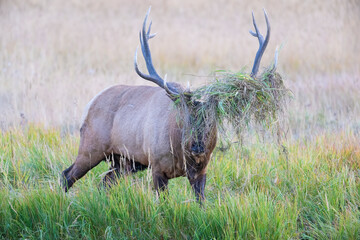 Bull Elk with grass in his antlers during the annual rut.