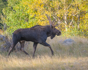 A Bull Moose during fall