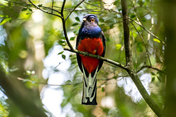 Beautiful red and blue bird Surucua Trogon (Trogon surrucura) in forest in Brazil