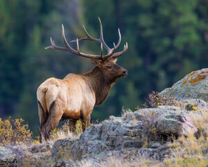 Naklejka na ściany i meble A Bull Elk during the annual rut