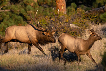 Naklejka na ściany i meble Bull Elk chasing a female during the annual rut
