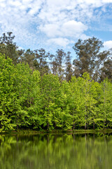 Fototapeta na wymiar Brazilian forest with green lake and blue sky, Witeck park in Brazil