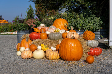 Bright composition of different pumpkins and squashes on the straw. Pumpkin farm. Harvest festival