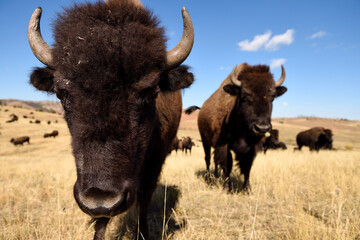 Close up frontal view of 2 American Bison, or Buffalo, on the grasslands of South Dakota, USA