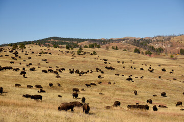 Herds of Buffalo, or American Bison, grazing in the hills of South Dakota, USA.