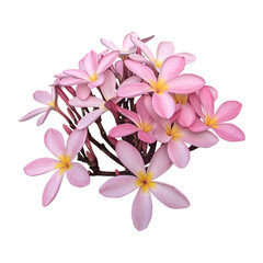 Pink plumeria flowers isolated on transparent background