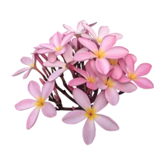  Pink plumeria flowers isolated on transparent background © floralpro