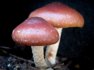 Leratiomyces ceres - Redlead roundhead
