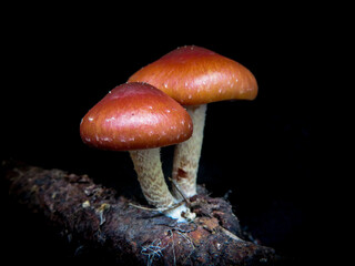 Leratiomyces ceres - Redlead roundhead
