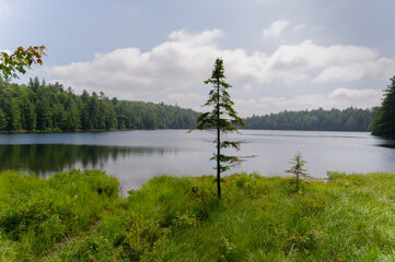 Fototapeta na wymiar Solitary tree facing the calm waters of a lake in Algonquin Park, Ontario, Canada