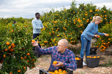 Confident farmer gardening in his orchard, harvesting ripe mandarins .. © JackF