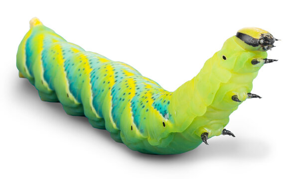 Close up of the caterpillar (Papilio xuthus). Isolated on white.