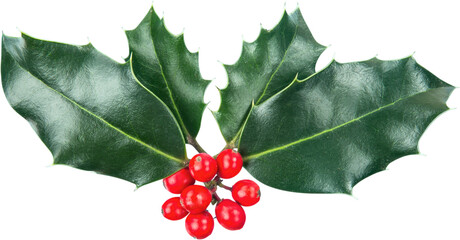 Cute holly leaves and berries, christmas decoration isolated on white background