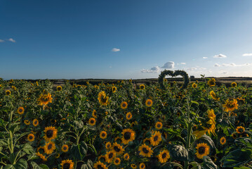 Rhossilli Sunflowers, Gower, Swansea