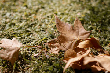close up of chestnut in golden leaves on the ground