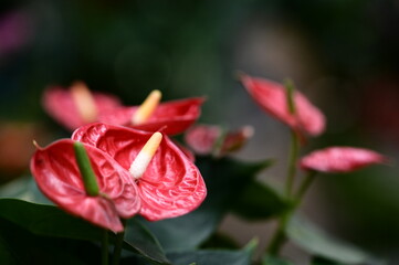 Anthurium andraeanum is a flowering plant species in the family Araceae that is native to Colombia and Ecuador.