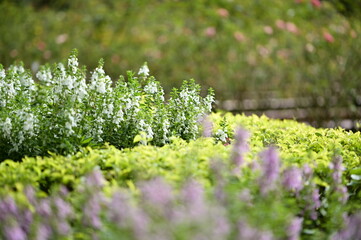 Nature is always the best companion. A corner of the park.