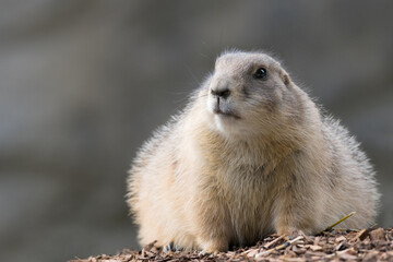 Naklejka na ściany i meble Closeup marmot thickly padded guard post concept