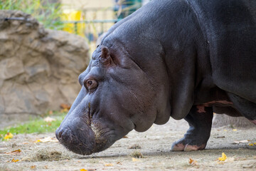 Lateral closeup hippo hippopotamus animal portrait