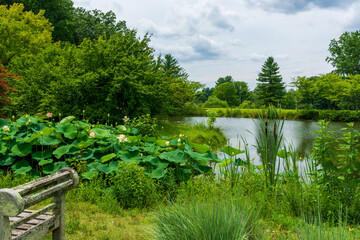 A beautiful vista overlooking a pond with lotus plants just beginning to bloom in Meadowlark...