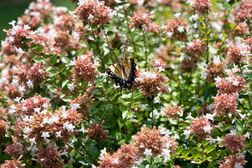 Eastern tiger swallowtail with wings spreading as it lands on the white flowers of an Abelia bush.
