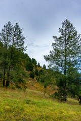 Fototapeta na wymiar Siberian cedars on the mountain slope in the Altai Mountains