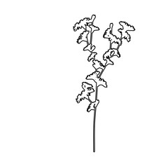 Outline Flower on Branch. Floral Illustration. Hand drawn continuous line wild elegant herb. Modern botanical rustic greenery.