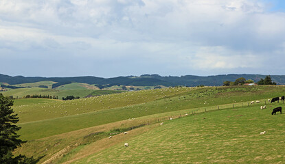 Fototapeta premium Landscape with sheep, New Zealand