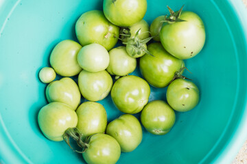 Freshly green tomatoes in a teal tub, fresh from the garden. 