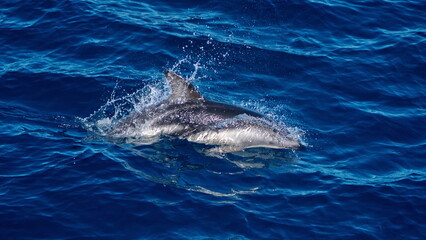 Dusky dolphin (Lagenorhynchus obscurus) in the Atlantic Ocean, off the coast of the Falkland Islands