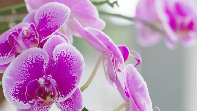 Closed up of a moth orchid or moon orchid that is blooming in purple with white edges