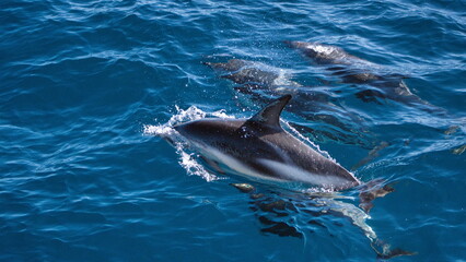Fototapeta premium Dusky dolphins (Lagenorhynchus obscurus) in the Atlantic Ocean, off the coast of the Falkland Islands