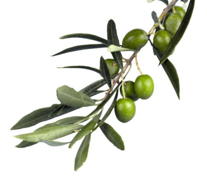 Olive Branch