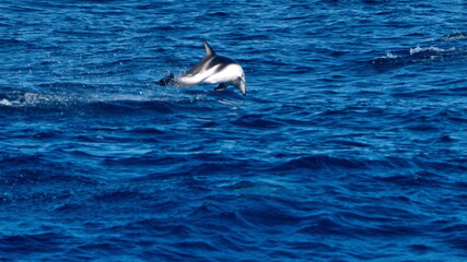 Fototapeta premium Dusky dolphin (Lagenorhynchus obscurus) jumping out of the water in the Atlantic Ocean, off the coast of the Falkland Islands
