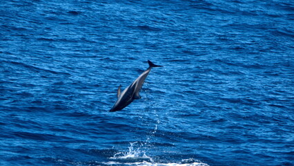 Fototapeta premium Dusky dolphin (Lagenorhynchus obscurus) jumping out of the water and flipping in the Atlantic Ocean, off the coast of the Falkland Islands