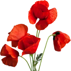 Stoff pro Meter Poppy flowers isolated on a white background © BillionPhotos.com